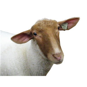 sheep head PNG image-2188